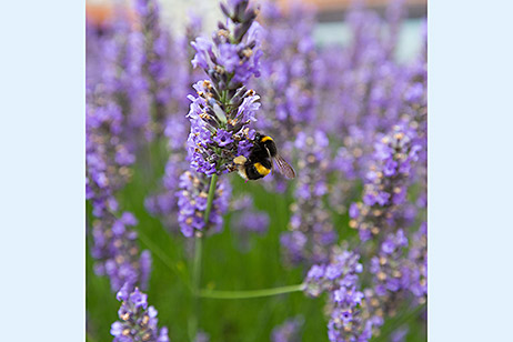 Bumblebee on a stalk of lavender flowers